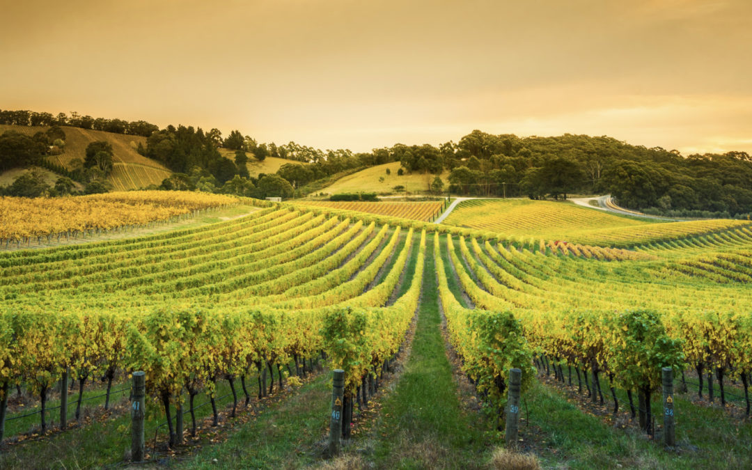 Investir dans un groupement foncier viticole
