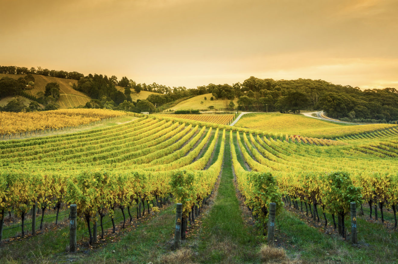 Investir dans un groupement foncier viticole
